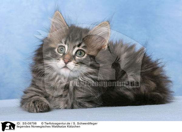 liegendes Norwegisches Waldkatze Ktzchen / lying / SS-08798