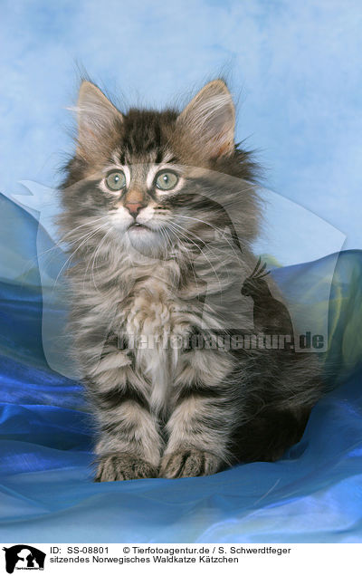 sitzendes Norwegisches Waldkatze Ktzchen / sitting Norwegian Forest Kitten / SS-08801