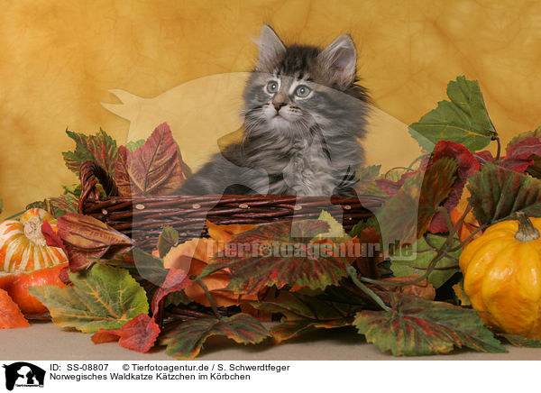 Norwegisches Waldkatze Ktzchen im Krbchen / Norwegian Forest Kitten in basket / SS-08807