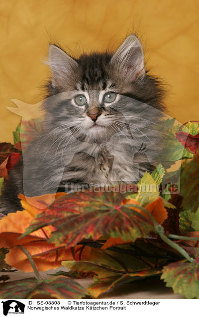 Norwegisches Waldkatze Ktzchen Portrait / Norwegian Forest Kitten portrait / SS-08808