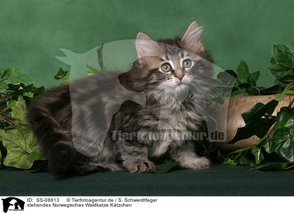 stehendes Norwegisches Waldkatze Ktzchen / standing Norwegian Forest Kitten / SS-08813