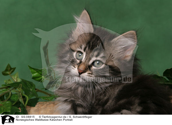 Norwegisches Waldkatze Ktzchen Portrait / Norwegian Forest Kitten Portrait / SS-08815