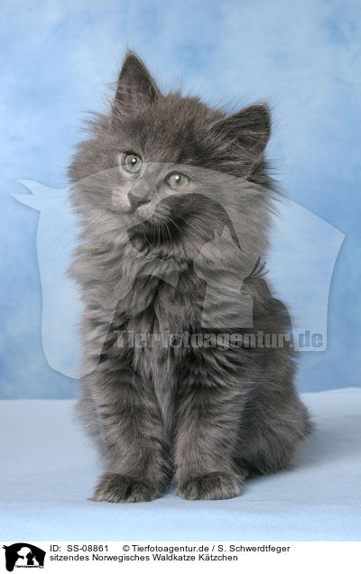 sitzendes Norwegisches Waldkatze Ktzchen / sitting Norwegian Forest Kitten / SS-08861