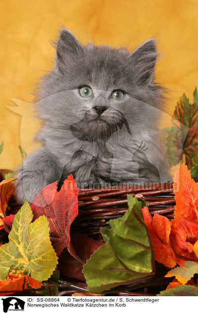 Norwegisches Waldkatze Ktzchen im Korb / Norwegian Forest Kitten in basket / SS-08864