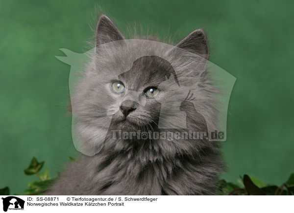 Norwegisches Waldkatze Ktzchen Portrait / Norwegian Forest Kitten Portrait / SS-08871