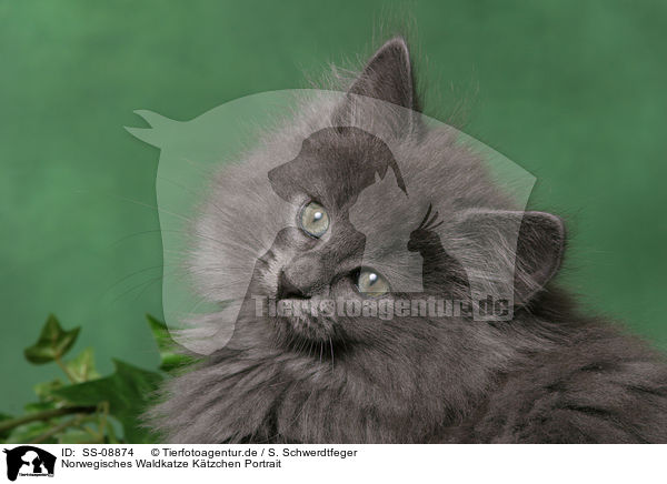 Norwegisches Waldkatze Ktzchen Portrait / Norwegian Forest Kitten Portrait / SS-08874