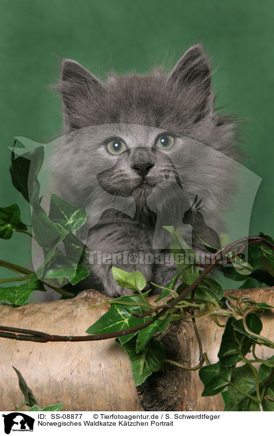 Norwegisches Waldkatze Ktzchen Portrait / Norwegian Forest Kitten Portrait / SS-08877