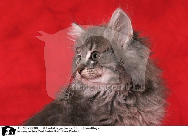 Norwegisches Waldkatze Ktzchen Portrait / Norwegian Forest Kitten Portrait / SS-08888