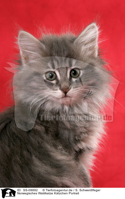 Norwegisches Waldkatze Ktzchen Portrait / Norwegian Forest Kitten Portrait / SS-08892