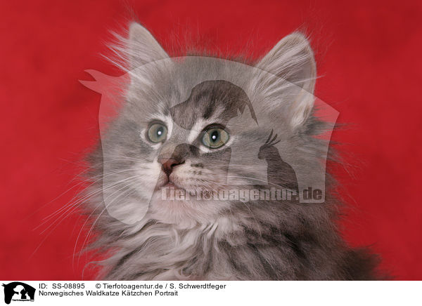 Norwegisches Waldkatze Ktzchen Portrait / Norwegian Forest Kitten Portrait / SS-08895