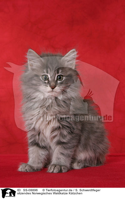 sitzendes Norwegisches Waldkatze Ktzchen / sitting Norwegian Forest Kitten / SS-08896