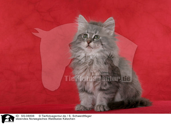 sitzendes Norwegisches Waldkatze Ktzchen / sitting Norwegian Forest Kitten / SS-08898