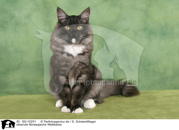 sitzende Norwegische Waldkatze / sitting Norwegian Forest Cat / SS-10251