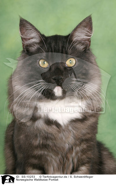 Norwegische Waldkatze Portrait / Norwegian Forest Cat Portrait / SS-10253