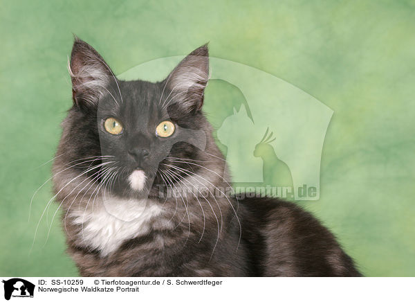 Norwegische Waldkatze Portrait / Norwegian Forest Cat Portrait / SS-10259