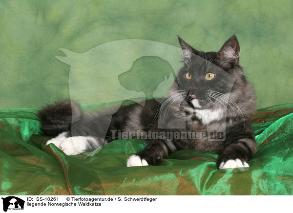 liegende Norwegische Waldkatze / lying Norwegian Forest Cat / SS-10261