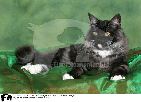 liegende Norwegische Waldkatze / lying Norwegian Forest Cat / SS-10262