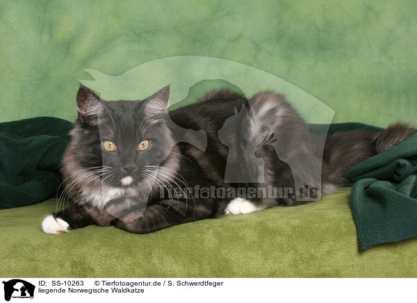 liegende Norwegische Waldkatze / lying Norwegian Forest Cat / SS-10263