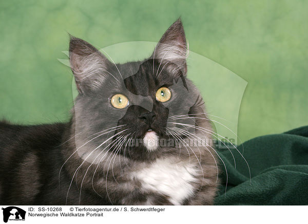 Norwegische Waldkatze Portrait / Norwegian Forest Cat Portrait / SS-10268