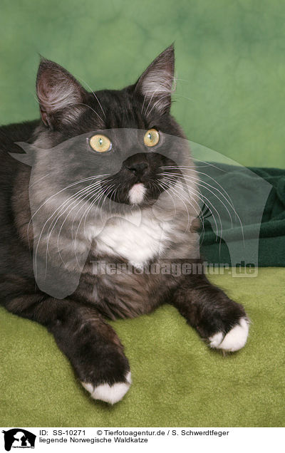 liegende Norwegische Waldkatze / lying Norwegian Forest Cat / SS-10271