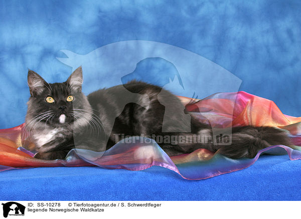 liegende Norwegische Waldkatze / lying Norwegian Forest Cat / SS-10278