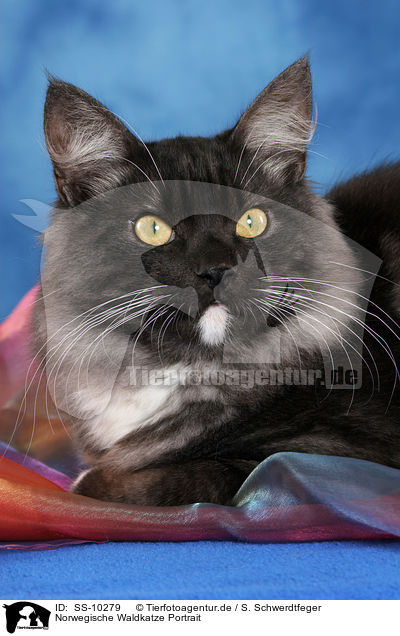 Norwegische Waldkatze Portrait / Norwegian Forest Cat Portrait / SS-10279