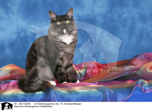 sitzende Norwegische Waldkatze / sitting Norwegian Forest Cat / SS-10283