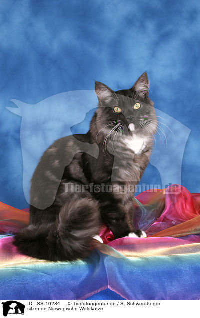 sitzende Norwegische Waldkatze / sitting Norwegian Forest Cat / SS-10284