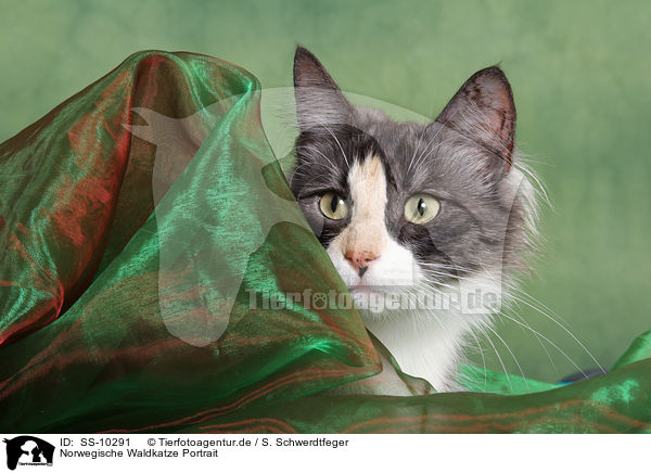 Norwegische Waldkatze Portrait / Norwegian Forest Cat Portrait / SS-10291