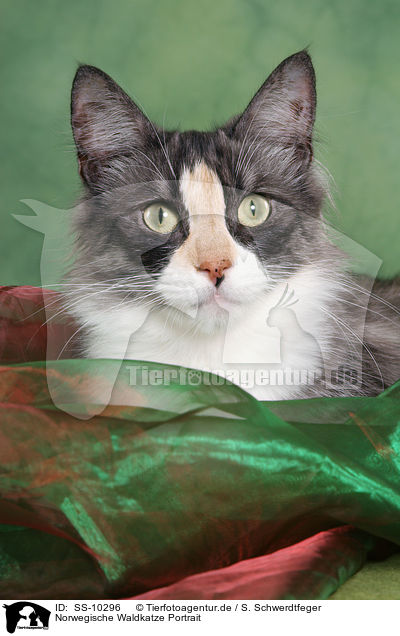 Norwegische Waldkatze Portrait / Norwegian Forest Cat Portrait / SS-10296