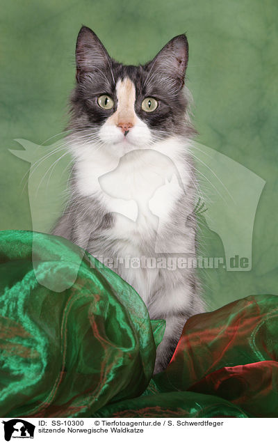 sitzende Norwegische Waldkatze / sitting Norwegian Forest Cat / SS-10300