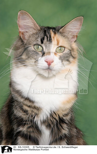 Norwegische Waldkatze Portrait / Norwegian Forest Cat Portrait / SS-10305