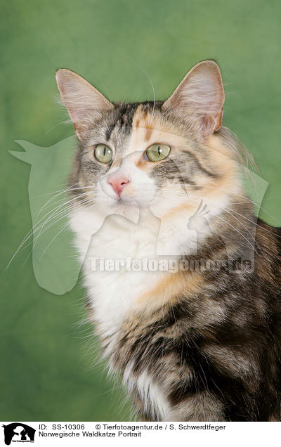 Norwegische Waldkatze Portrait / Norwegian Forest Cat Portrait / SS-10306