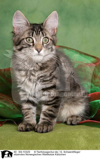 sitzendes Norwegisches Waldkatze Ktzchen / sitting Norwegian Forest Kitten / SS-10320