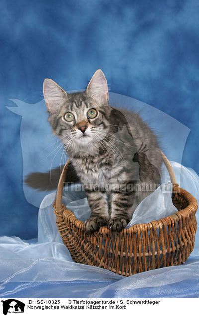 Norwegisches Waldkatze Ktzchen im Korb / Norwegian Forest Kitten in basket / SS-10325