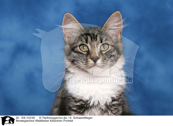 Norwegisches Waldkatze Ktzchen Portrait / Norwegian Forest Kitten Portrait / SS-10338