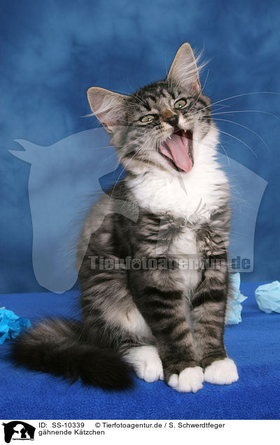 ghnende Ktzchen / yawning  kitten / SS-10339