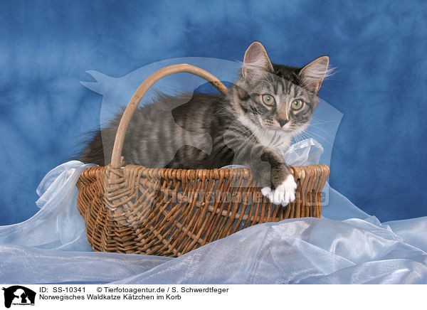 Norwegisches Waldkatze Ktzchen im Korb / Norwegian Forest Kitten in basket / SS-10341