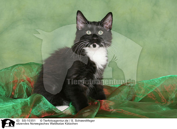 sitzendes Norwegisches Waldkatze Ktzchen / sitting Norwegian Forest Kitten / SS-10351