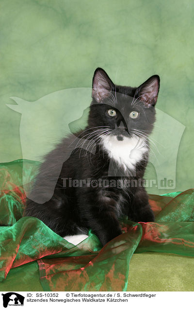 sitzendes Norwegisches Waldkatze Ktzchen / sitting Norwegian Forest Kitten / SS-10352