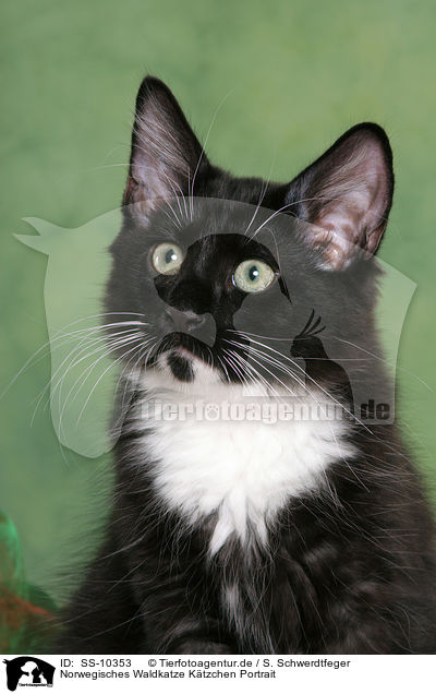 Norwegisches Waldkatze Ktzchen Portrait / Norwegian Forest Kitten Portrait / SS-10353