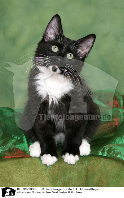 sitzendes Norwegisches Waldkatze Ktzchen / sitting Norwegian Forest Kitten / SS-10363