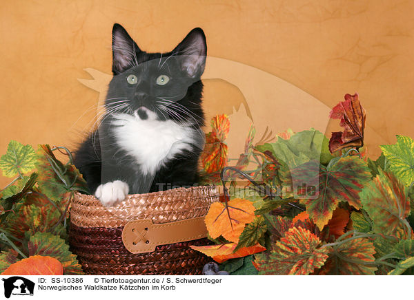 Norwegisches Waldkatze Ktzchen im Korb / Norwegian Forest Kitten in basket / SS-10386