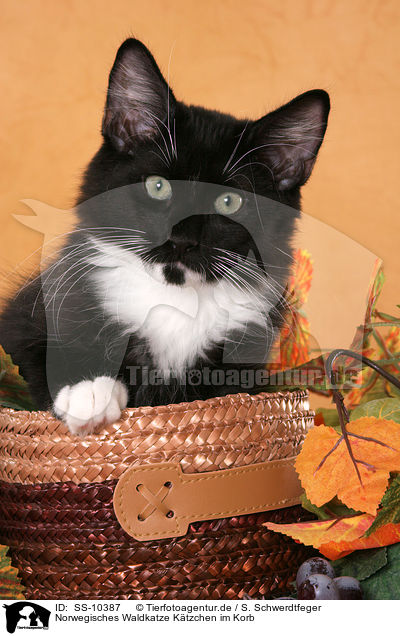 Norwegisches Waldkatze Ktzchen im Korb / Norwegian Forest Kitten in basket / SS-10387