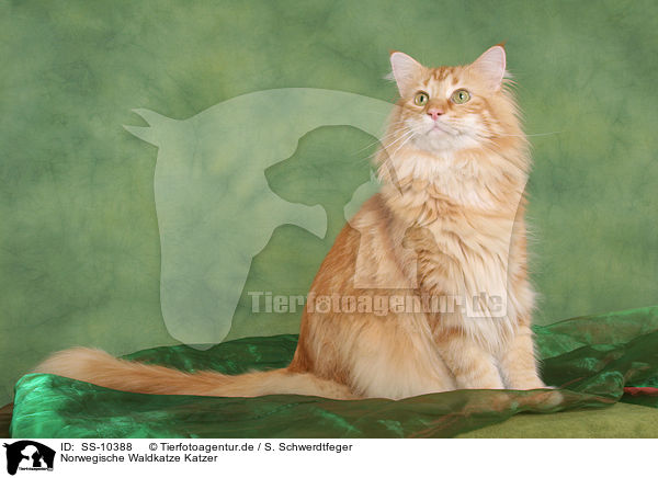 Norwegische Waldkatze Katzer / Norwegian Forest Cat tomcat / SS-10388