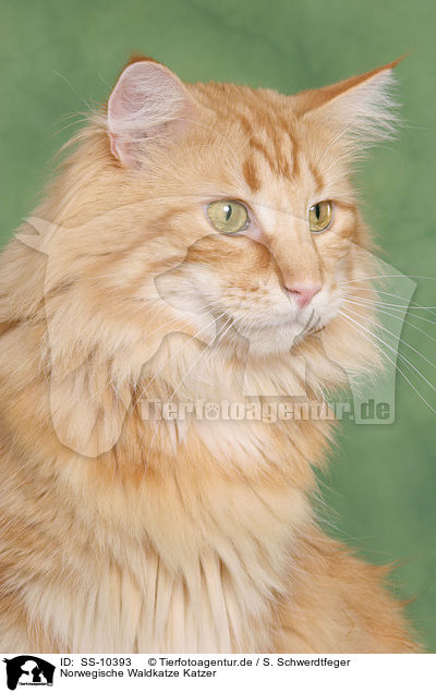 Norwegische Waldkatze Katzer / Norwegian Forest Cat tomcat / SS-10393