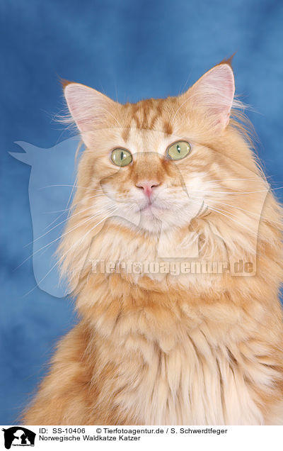 Norwegische Waldkatze Katzer / Norwegian Forest Cat tomcat / SS-10406