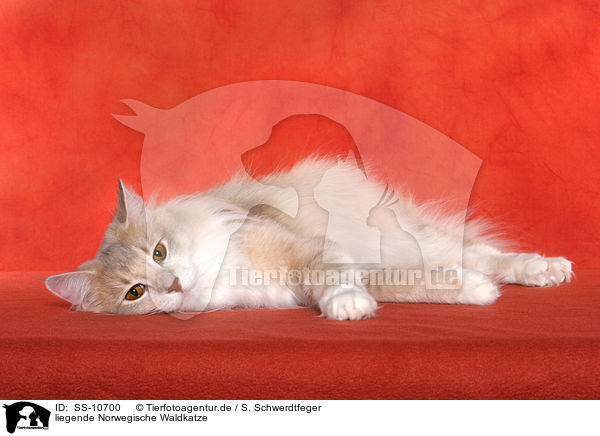 liegende Norwegische Waldkatze / lying Norwegian Forest Cat / SS-10700