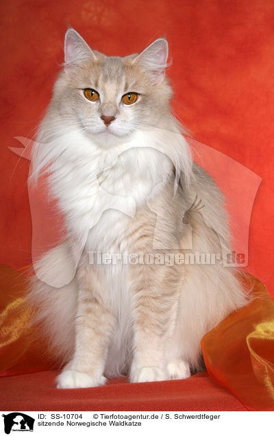 sitzende Norwegische Waldkatze / sitting Norwegian Forest Cat / SS-10704