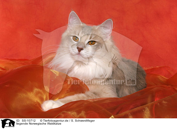 liegende Norwegische Waldkatze / lying Norwegian Forest Cat / SS-10712